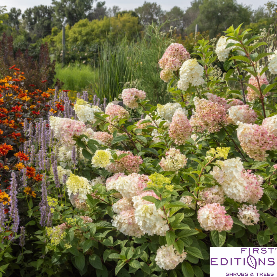 Strawberry Sundae Hydrangea | Hydrangea paniculata