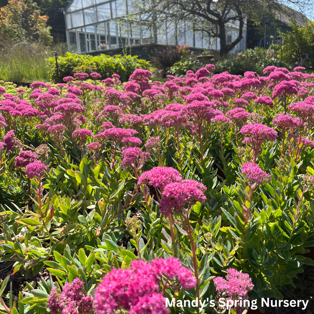 Carl Stonecrop | Sedum