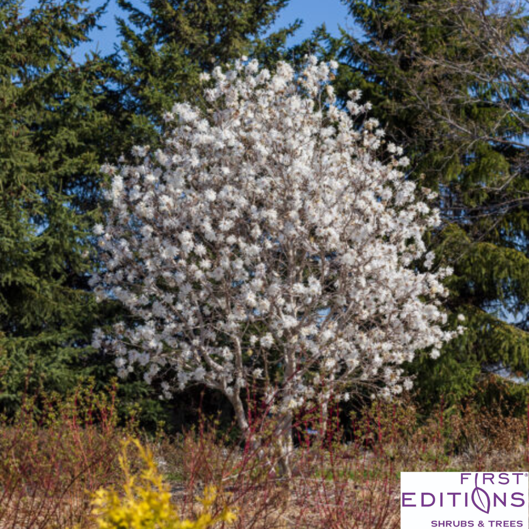 'Centennial Blush' Star Magnolia | Magnolia stellata