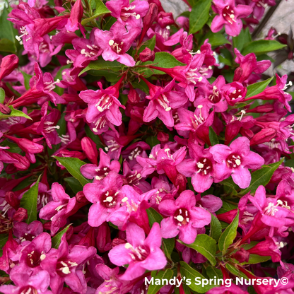 Sonic Bloom Pink Weigela | Weigela florida