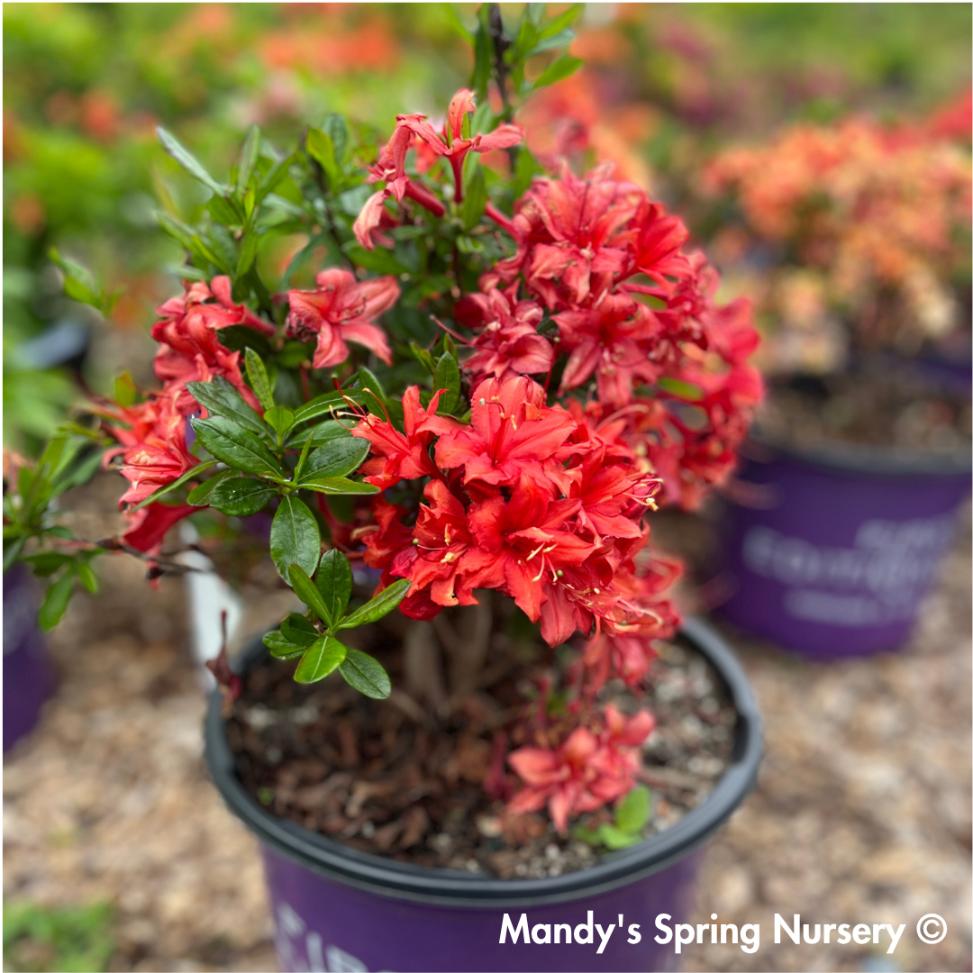 Electric Lights™ Red Azalea | Rhododendron 'Electric Lights Red'