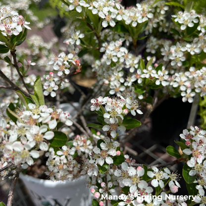 'Ground Hug' Chokeberry | Aronia mel.