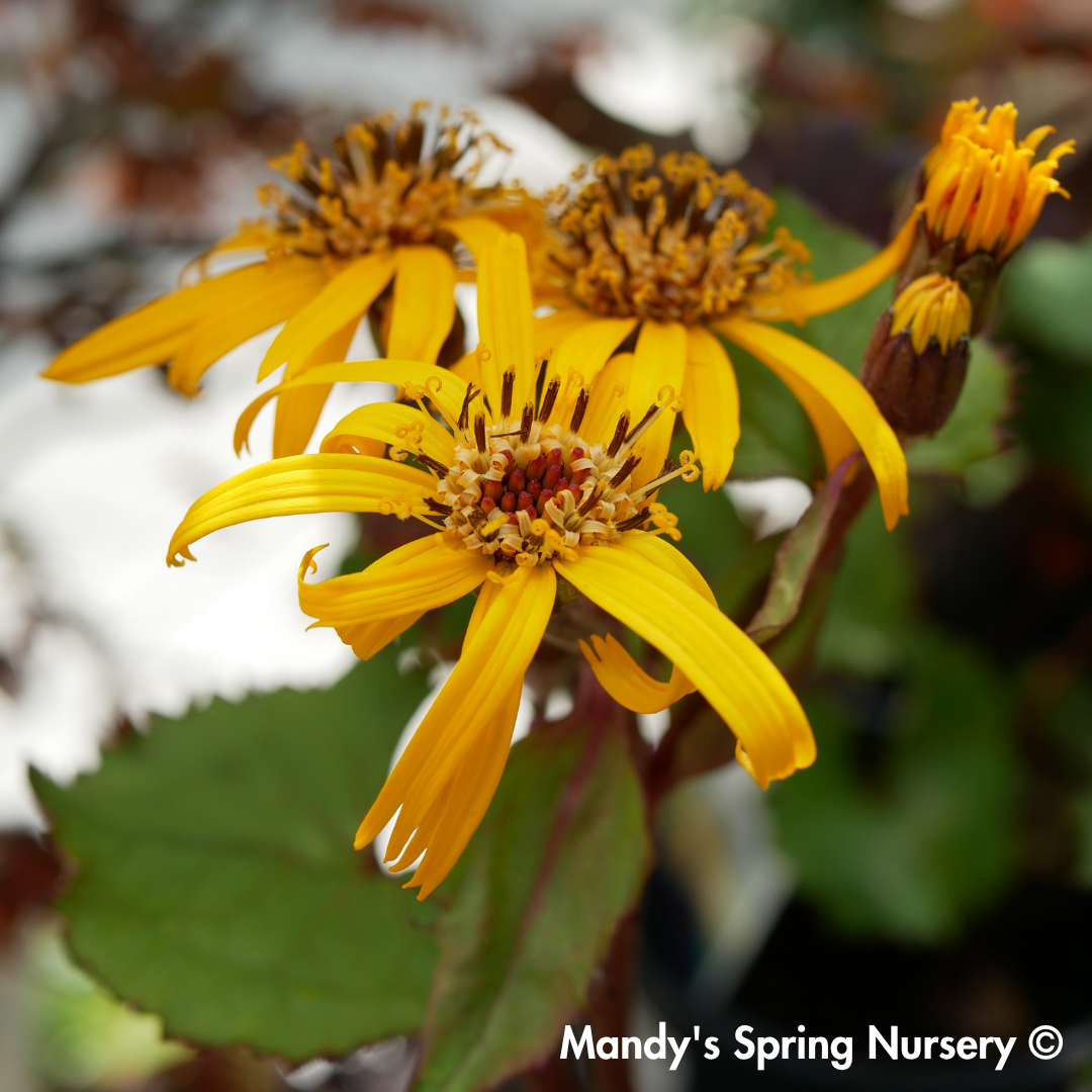 Midnight Lady Ligularia | Ligularia dentata 'Midnight Lady'