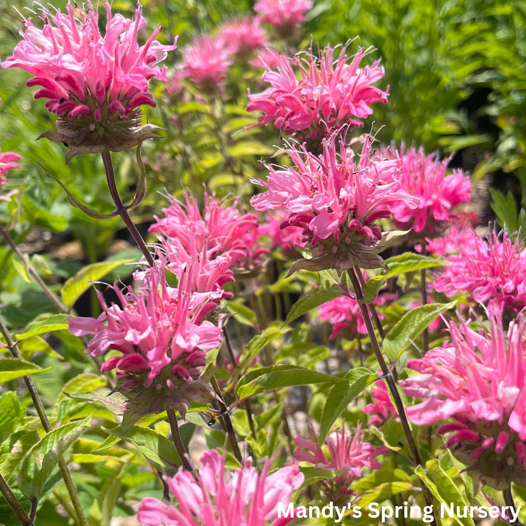 Marshall's Delight Bee Balm | Monarda didyma