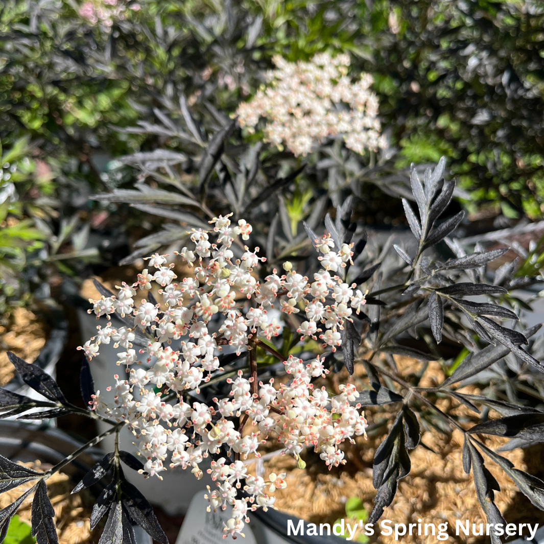 Black Lace Elderberry | Sambucus nigra