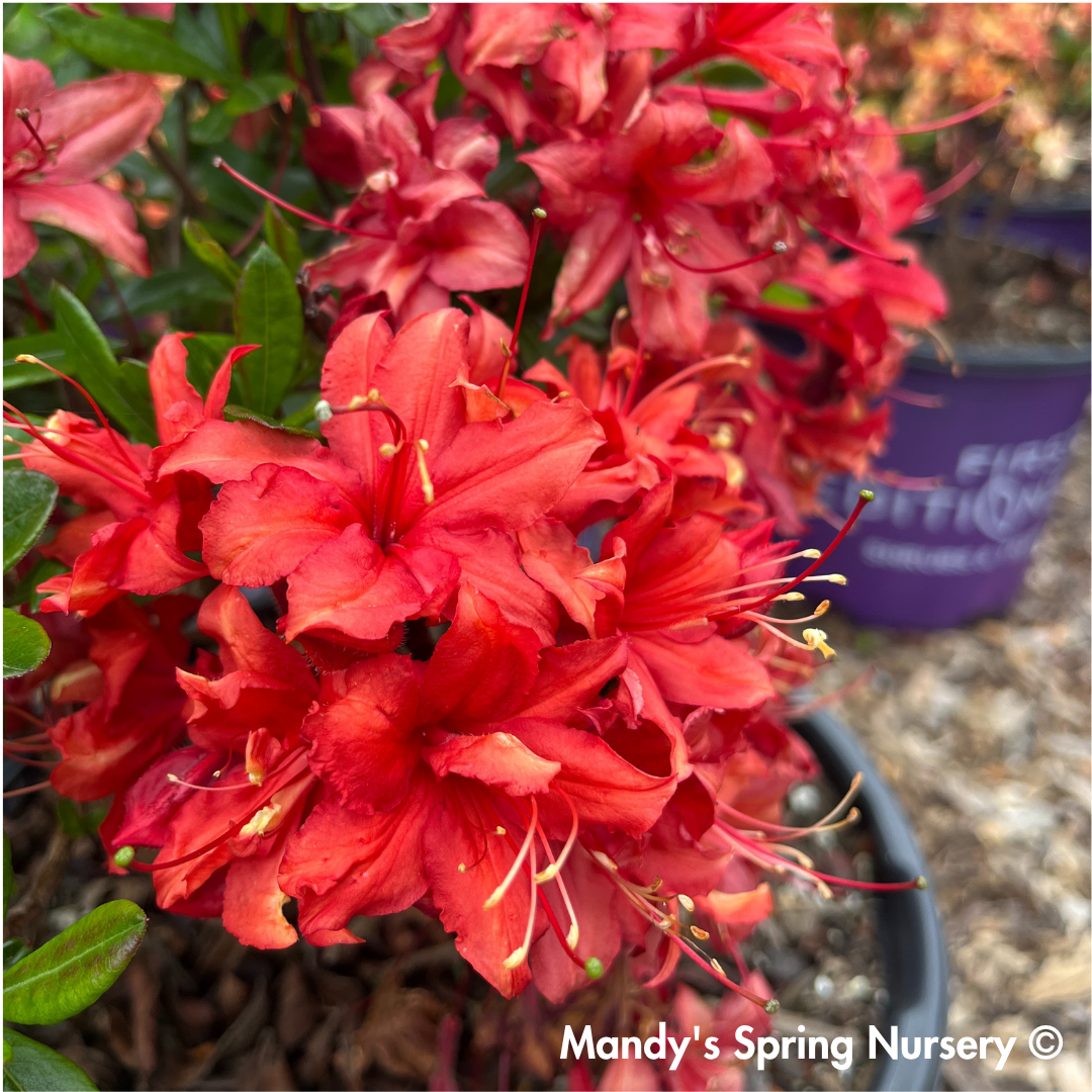 Electric Lights™ Red Azalea | Rhododendron 'Electric Lights Red'