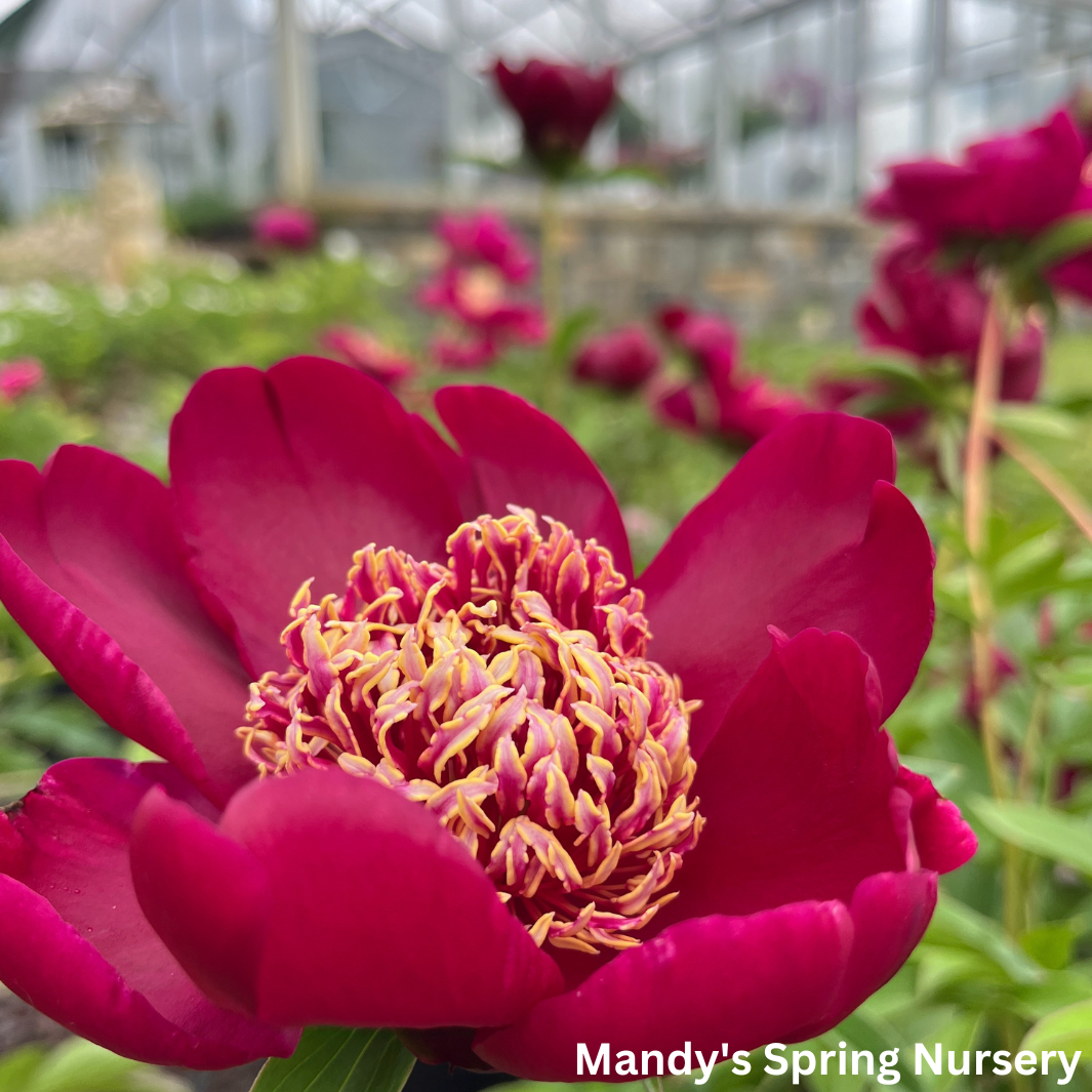 Nippon Chief Peony