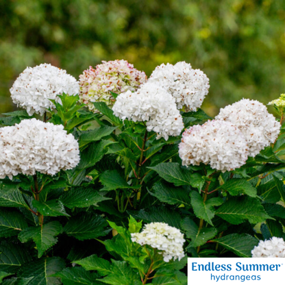 DreamCloud® Reblooming Hydrangea | Hydrangea macrophylla 'Bailmaceight'