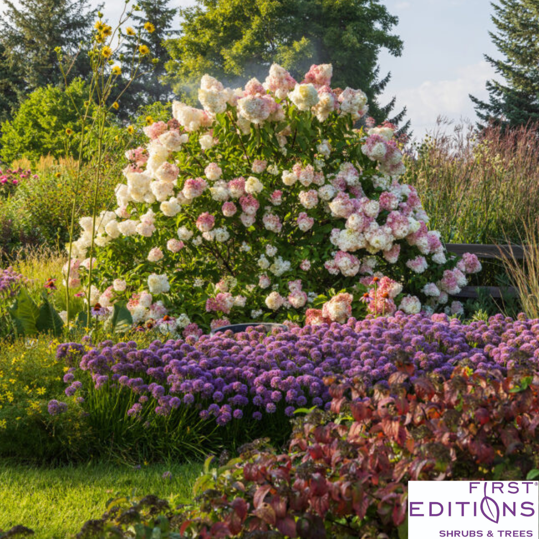 Vanilla Strawberry Hydrangea | Hydrangea paniculata