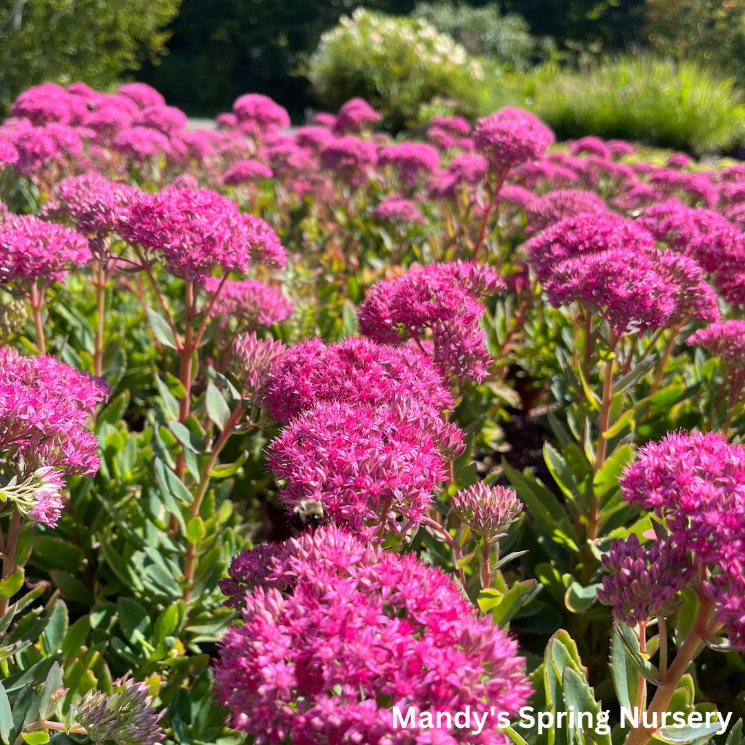 Carl Stonecrop | Sedum