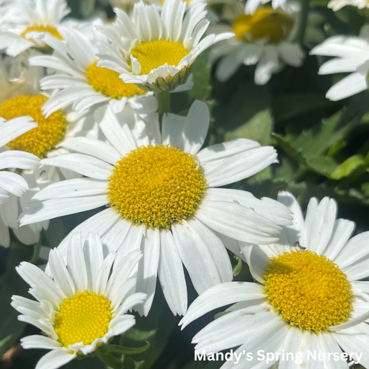 'White Lion' Shasta Daisy | Leucanthemum superbum 'White Lion'