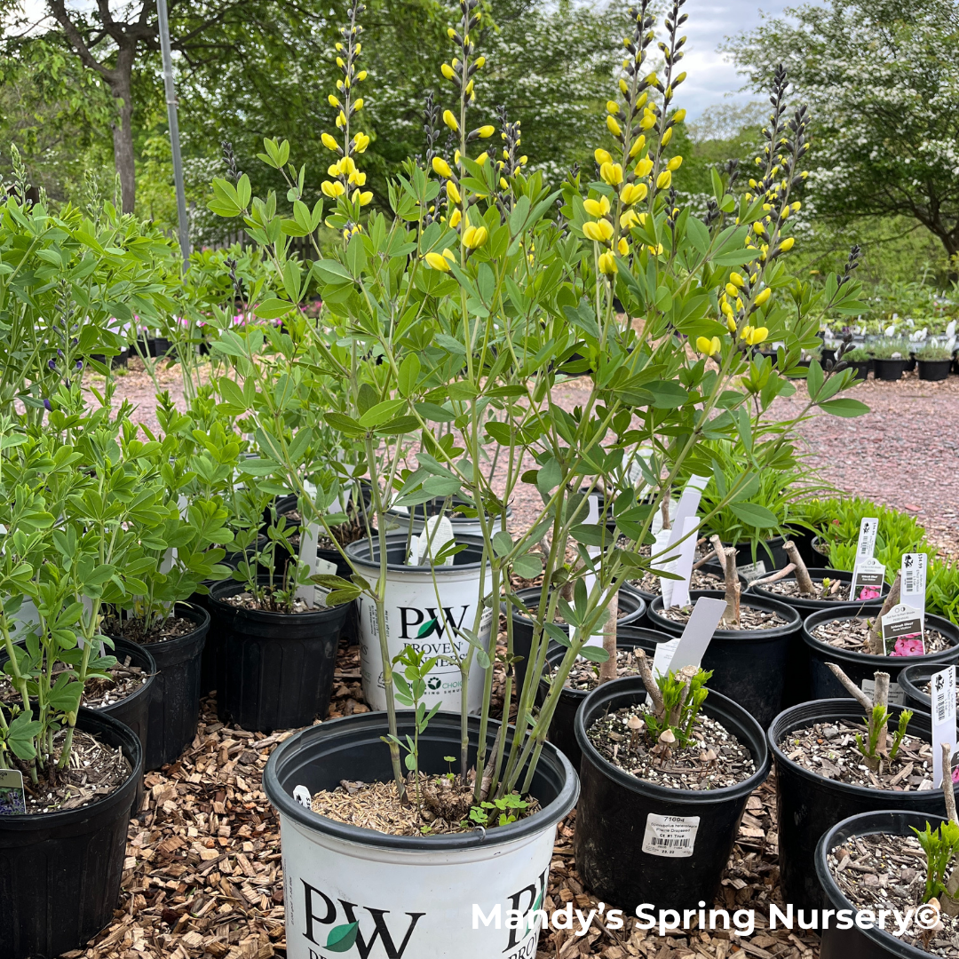 'Lemon Meringue' False Indigo | Baptisia 'Lemon Meringue'