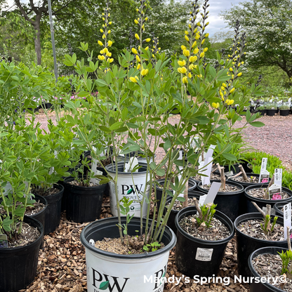 'Lemon Meringue' False Indigo | Baptisia 'Lemon Meringue'