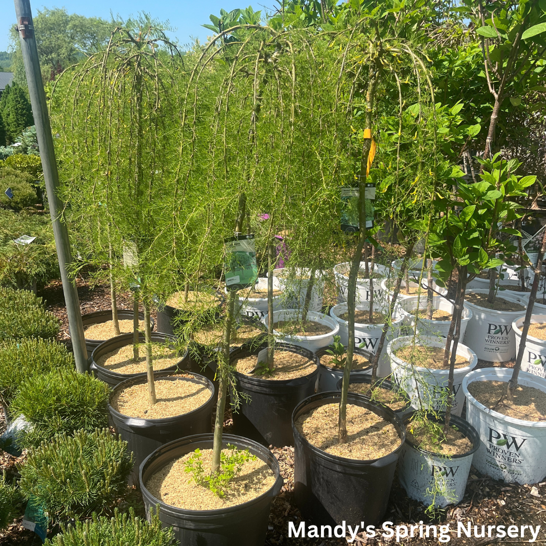 Walker Weeping Peashrub Tree Std. | Caragana arborescens