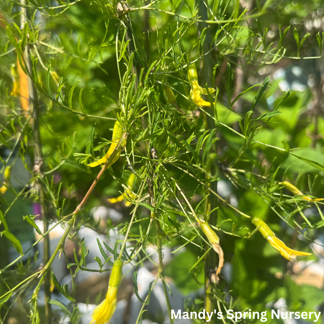 Walker Weeping Peashrub Tree Std. | Caragana arborescens