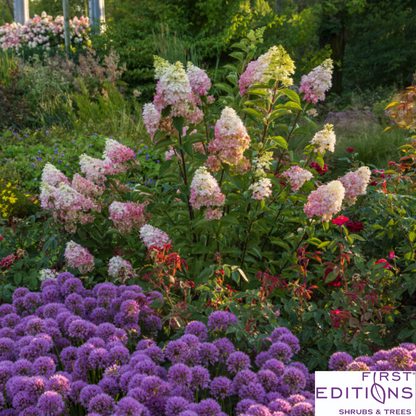 Vanilla Strawberry Hydrangea | Hydrangea paniculata