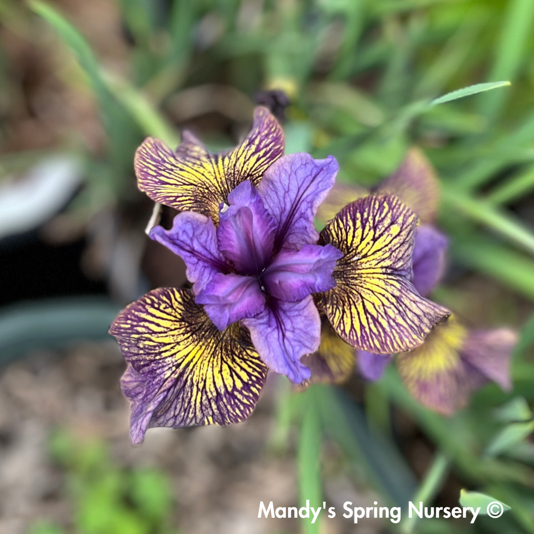 'Purring Tiger' Siberian Iris | Iris sibirica 'Purring Tiger'