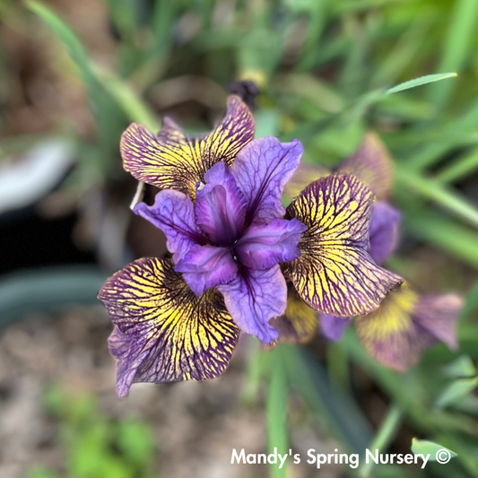 'Purring Tiger' Siberian Iris | Iris sibirica 'Purring Tiger'