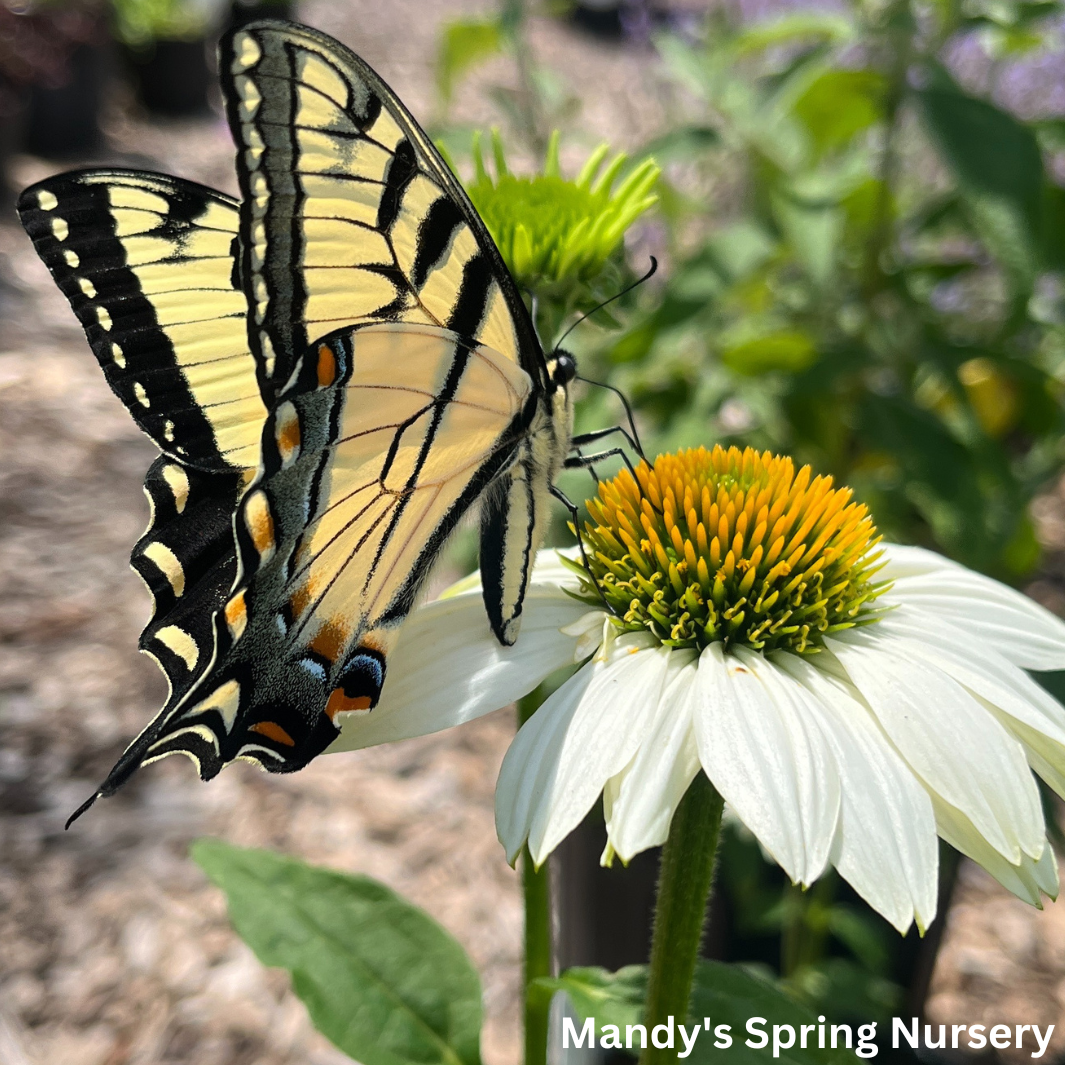 'Pow Wow' White Coneflower | Echinacea purpurea