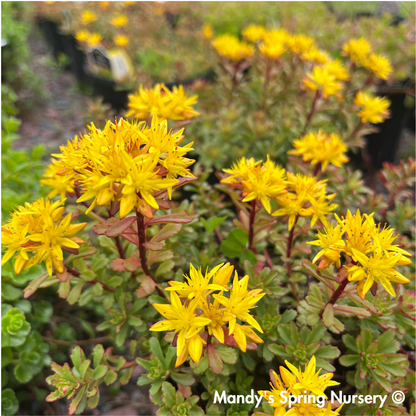 Kamtschaticum Gold Stonecrop | Sedum Groundcover