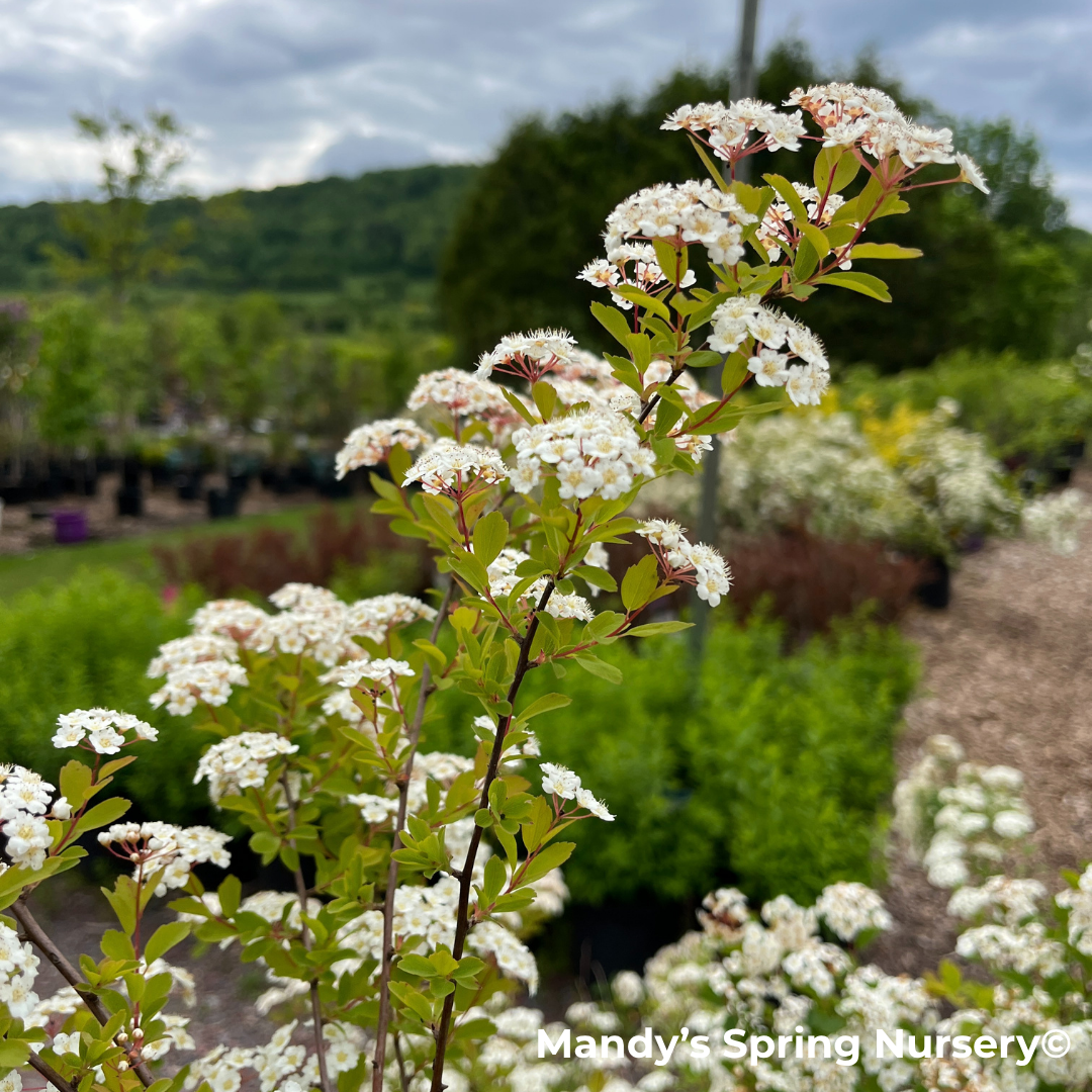 Renaissance Bridalwreath Spirea | Spiraea x vanhouttei