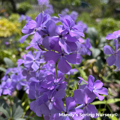 'Blue Paradise' Garden Phlox | Phlox paniculata