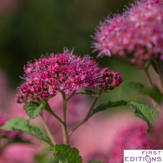 Superstar Spirea | Spiraea x bumalda