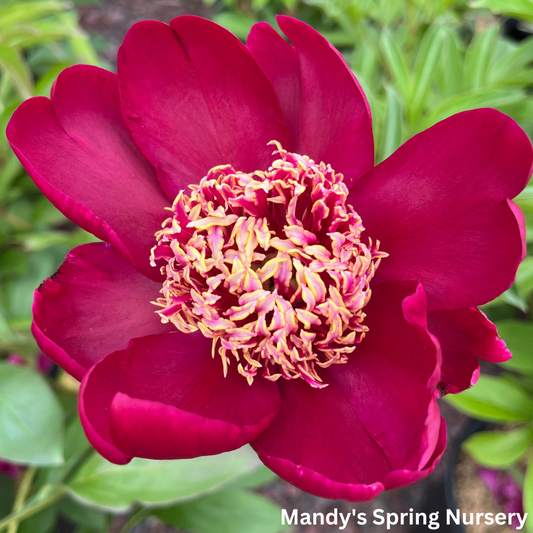 Nippon Chief Peony