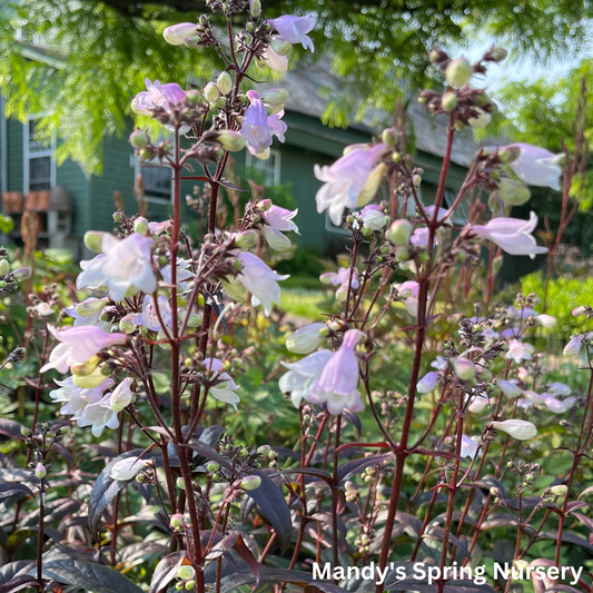 'Blackbeard' Beardtongue | Penstemon 'Blackbeard'