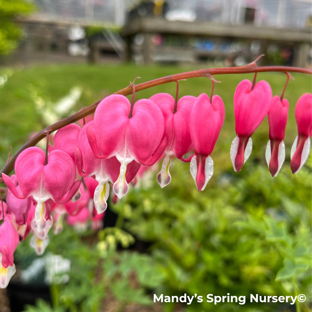 Bleeding Heart | Dicentra spectabilis