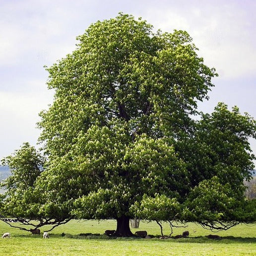 American Chestnut (Chinese Hybrid) | Castanea dentata x mollissima 'Dunstan'