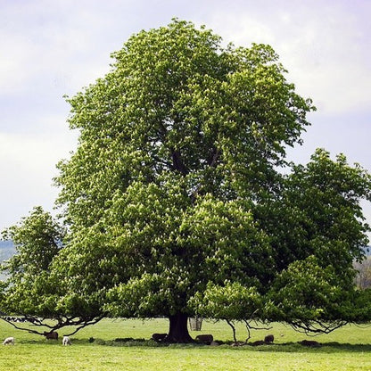American Chestnut (Chinese Hybrid) | Castanea dentata x mollissima 'Dunstan'