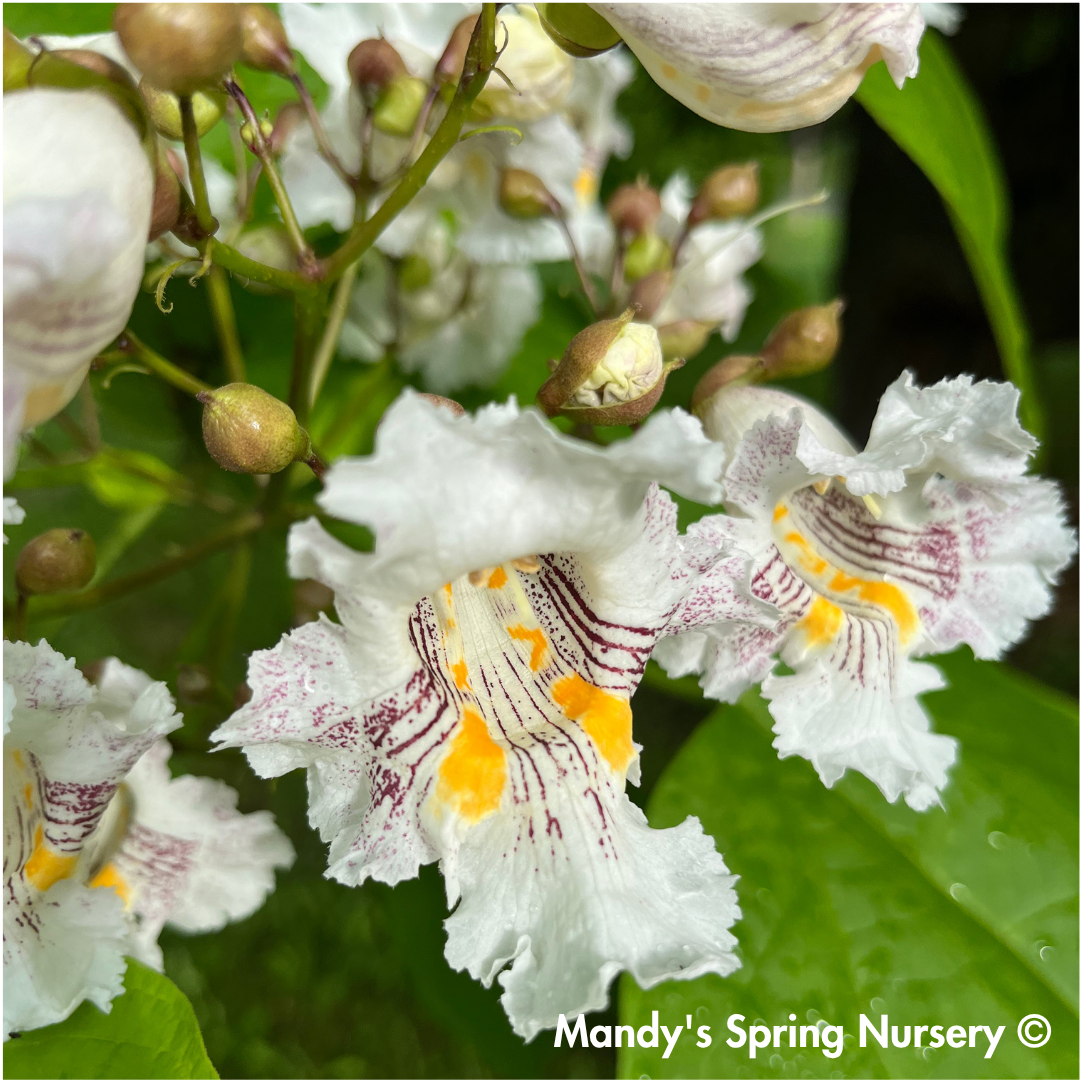Northern Catalpa | Catalpa speciosa