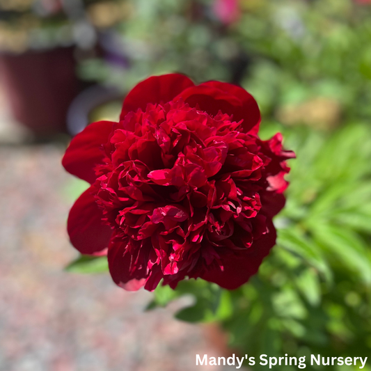 'Red Charm' Peony | Paeonia lactiflora