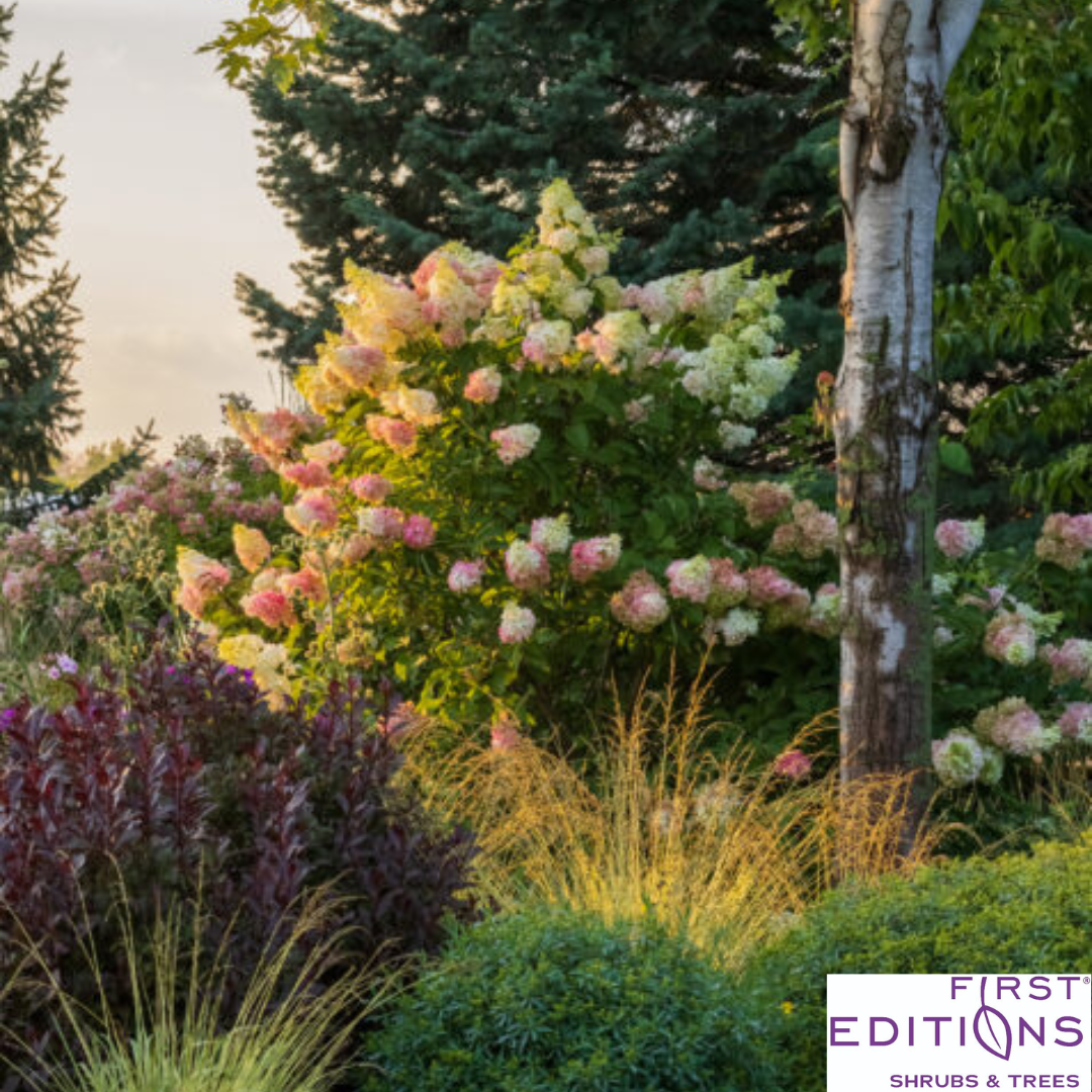 Vanilla Strawberry Hydrangea | Hydrangea paniculata