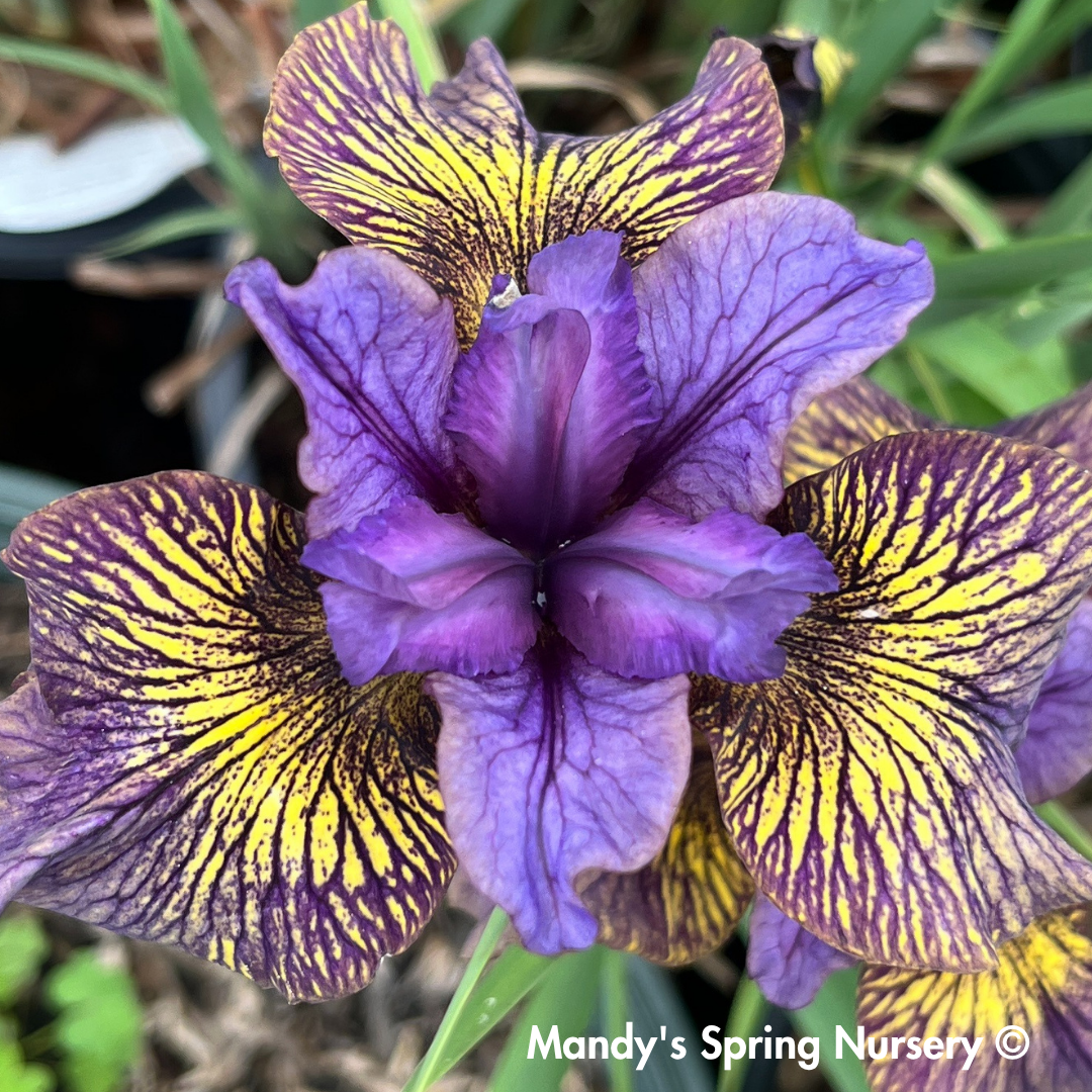 'Purring Tiger' Siberian Iris | Iris sibirica 'Purring Tiger'