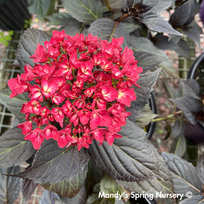 Eclipse® Bigleaf Hydrangea | Hydrangea macrophylla 'Bailmacseven'