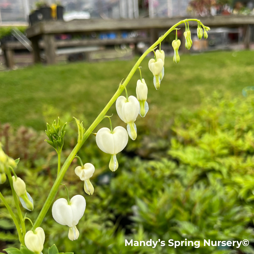 White Old-Fashioned Bleeding Heart | Dicentra spec. Alba