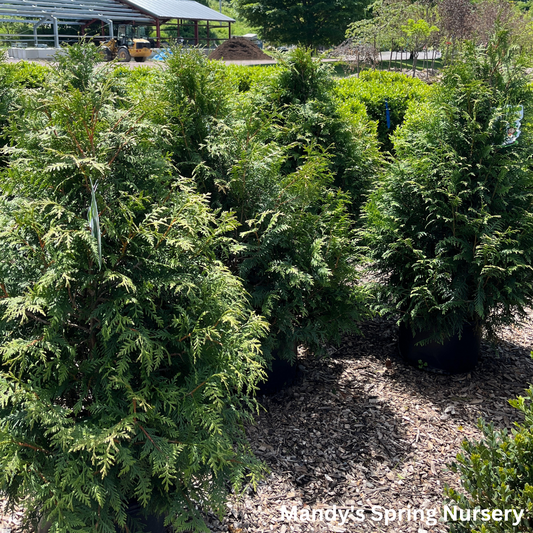 'Leprechaun' Western Red Cedar | Thuja standishii x plicata 'Leprechaun'