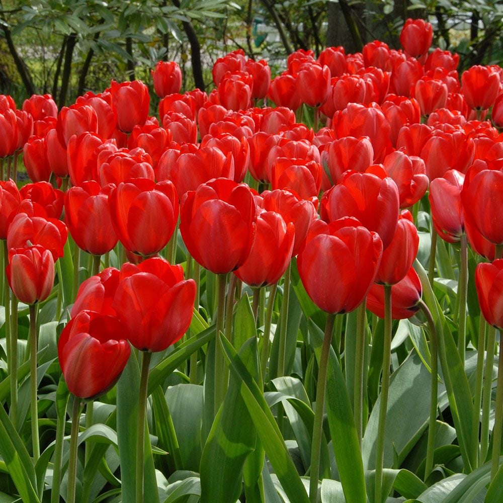 Tulips - Red Impression