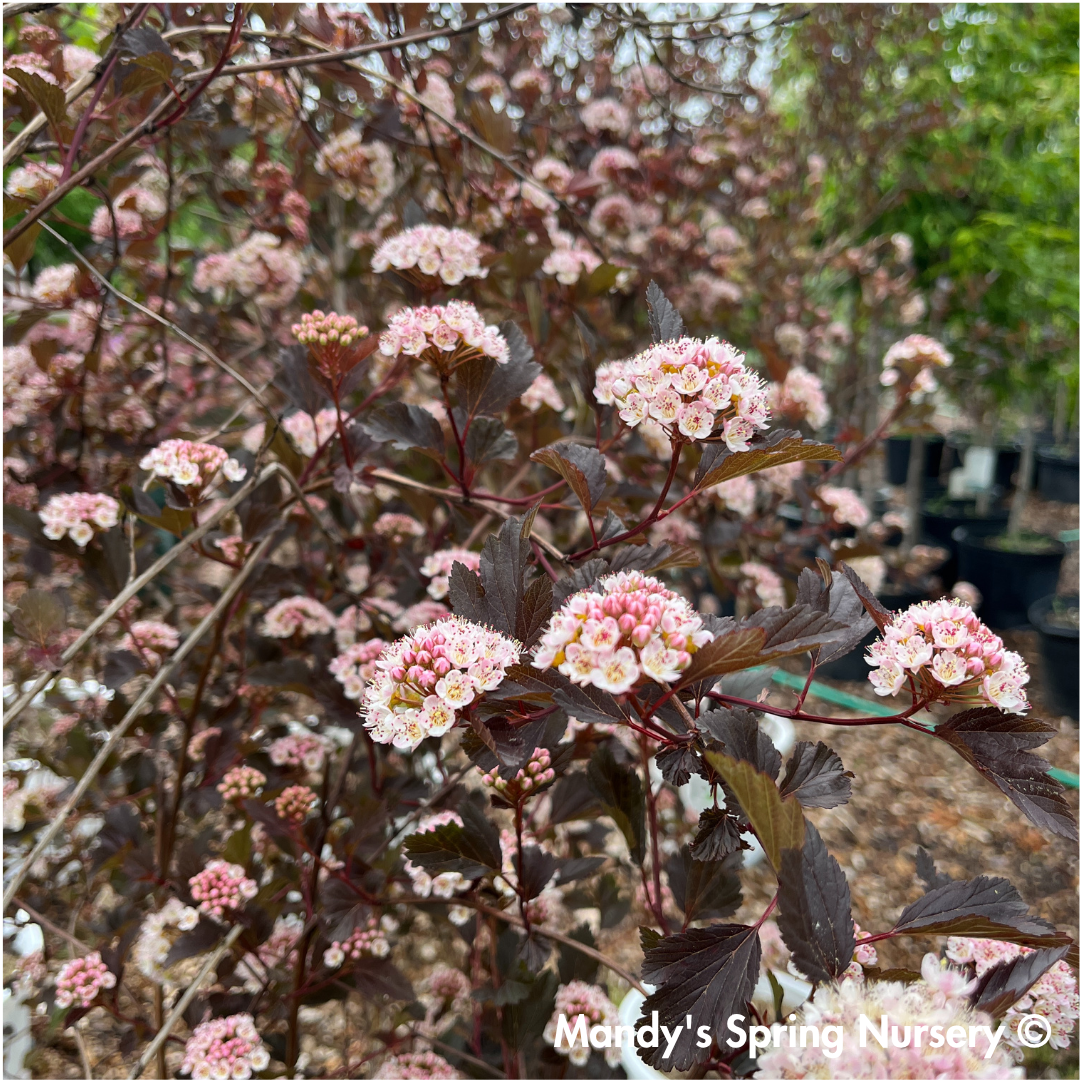 Summer Wine Ninebark Tree | Physocarpus opulifolius 'Seward'