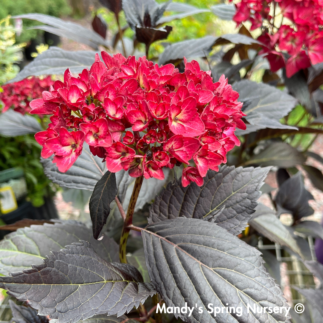 Eclipse® Bigleaf Hydrangea | Hydrangea macrophylla 'Bailmacseven'