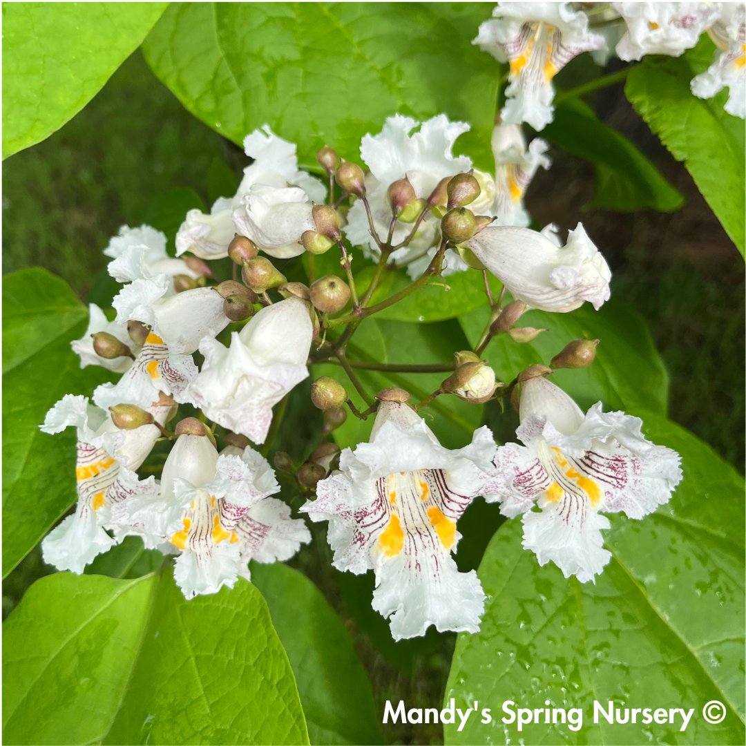 Northern Catalpa | Catalpa speciosa