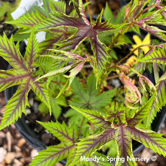 ‘Red Umbrellas’ Queen of the Prairie | Filipendula