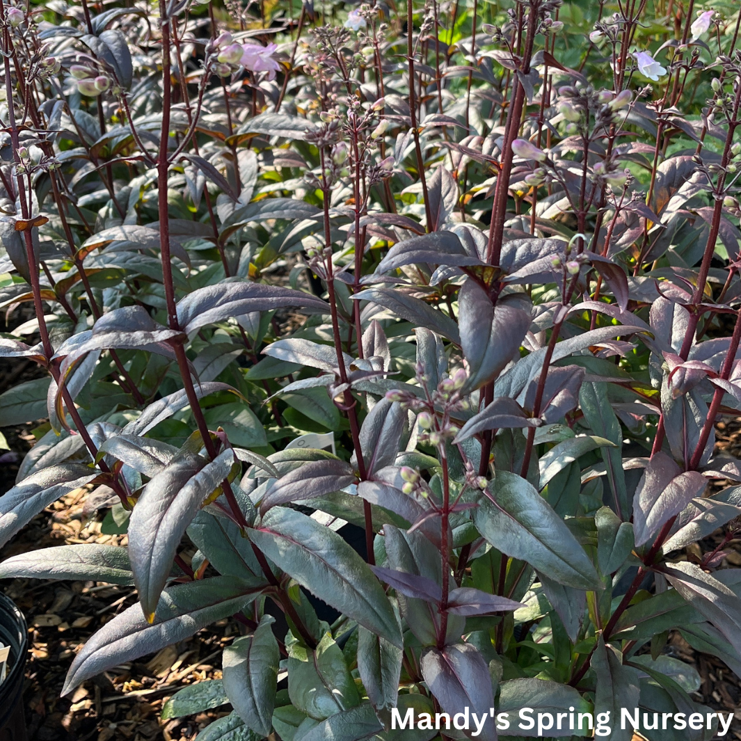 'Blackbeard' Beardtongue | Penstemon 'Blackbeard'