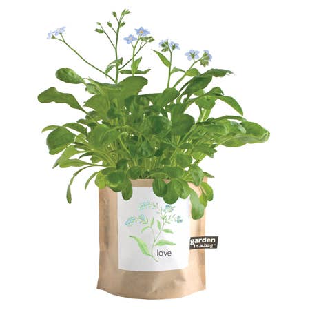 Garden in a Bag | Love - Forget Me Nots | Spring Garden