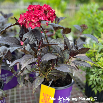 Eclipse® Bigleaf Hydrangea | Hydrangea macrophylla 'Bailmacseven'