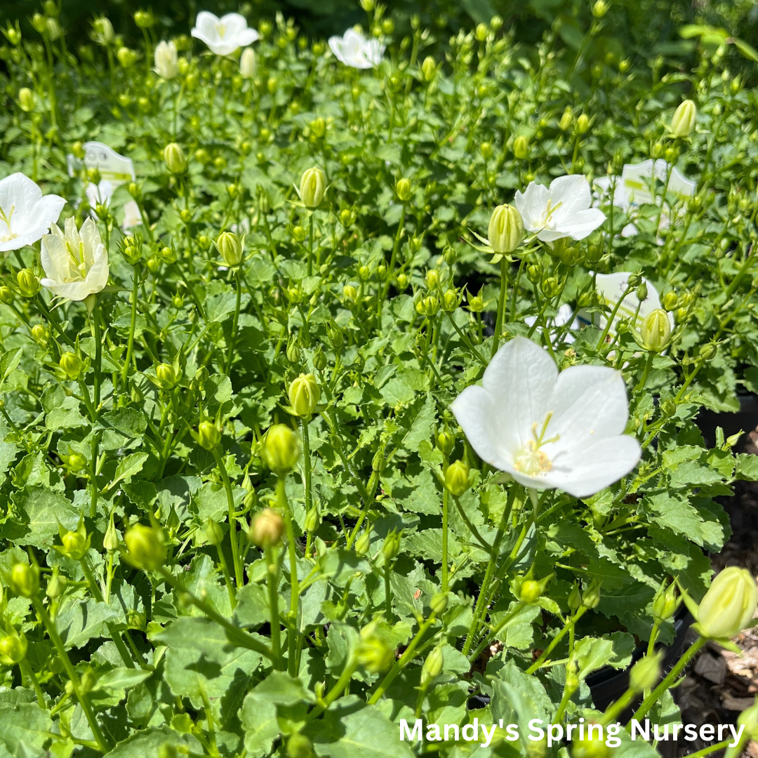 Rapido White Bellflower | Campanula carpatica