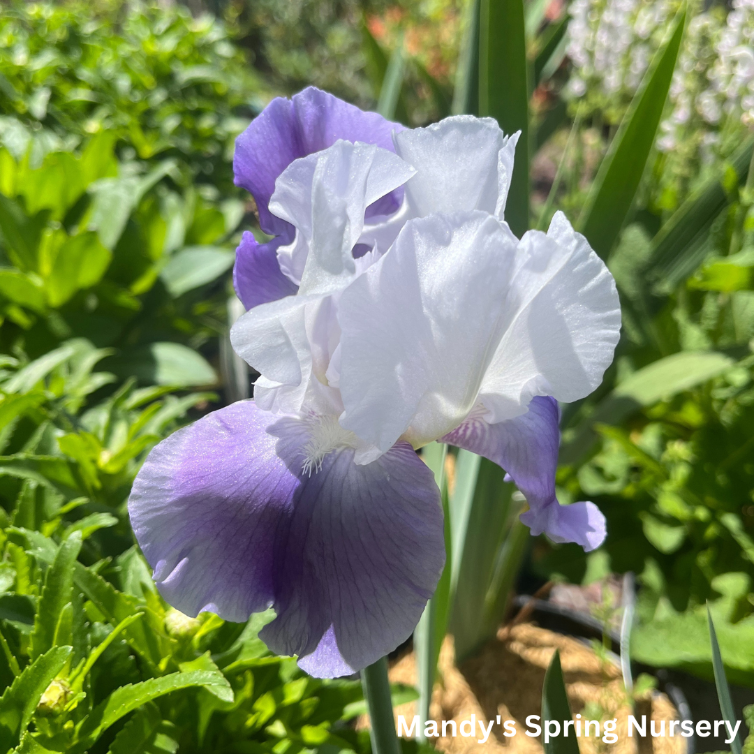 Latest Style Bearded Iris | Iris germanica