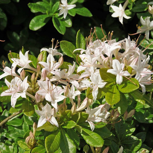 Swamp Azalea | Rhododendron viscosum